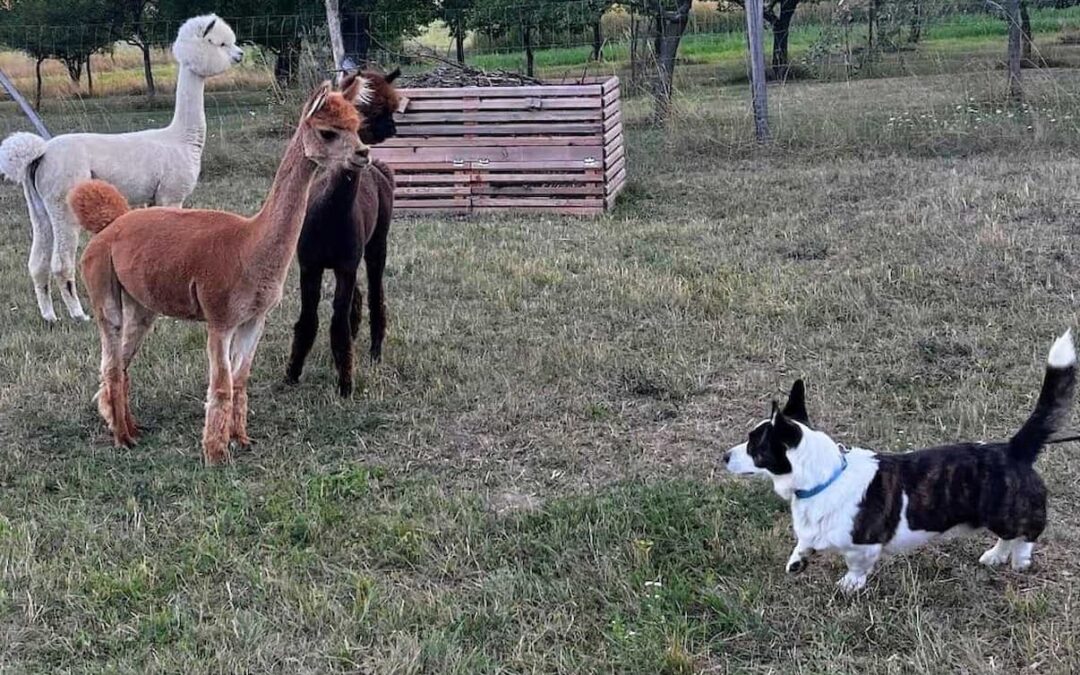 Když chcete slepice, pořiďte si alpaky